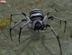 Striped Soldier Spider (Enemy).png