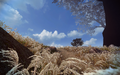 Autumn Reed Bed 1.png