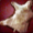 White Tyrant Leather