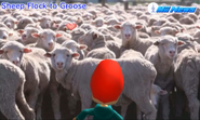 Ever since Groose divorced a sheep, he's been surrounded by sheep