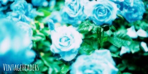 Rose Headers | VintageHeaders Wiki | Fandom