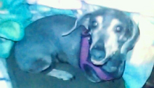 Elsey.png