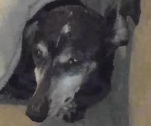 Biiiiil.png
