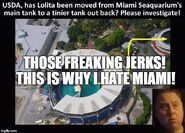 Bill hates Lolita's new home at Miami