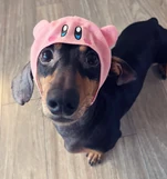 Ember Selen Tatsuki Pet