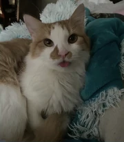 orange and white cat with a silly tongue out expression