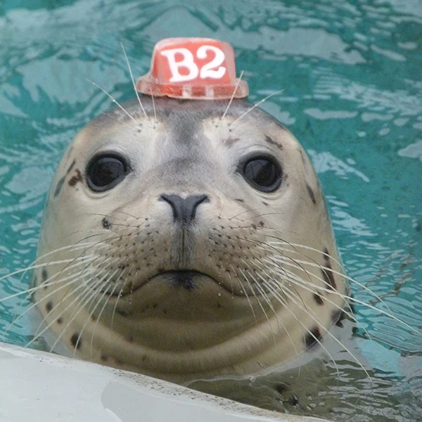Image of the Seal Alex Adopted