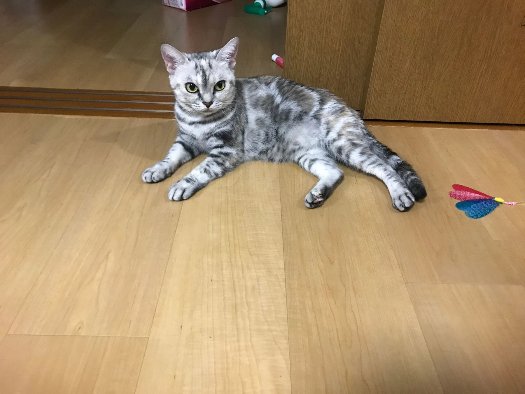 The real cat who was Alice's design inspiration.