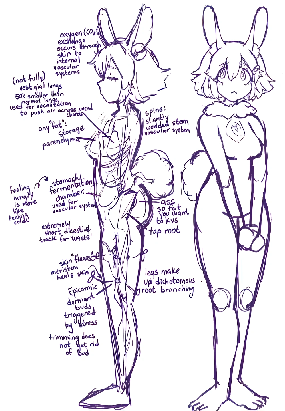 Pekoe's 4.0 Anatomy Chart