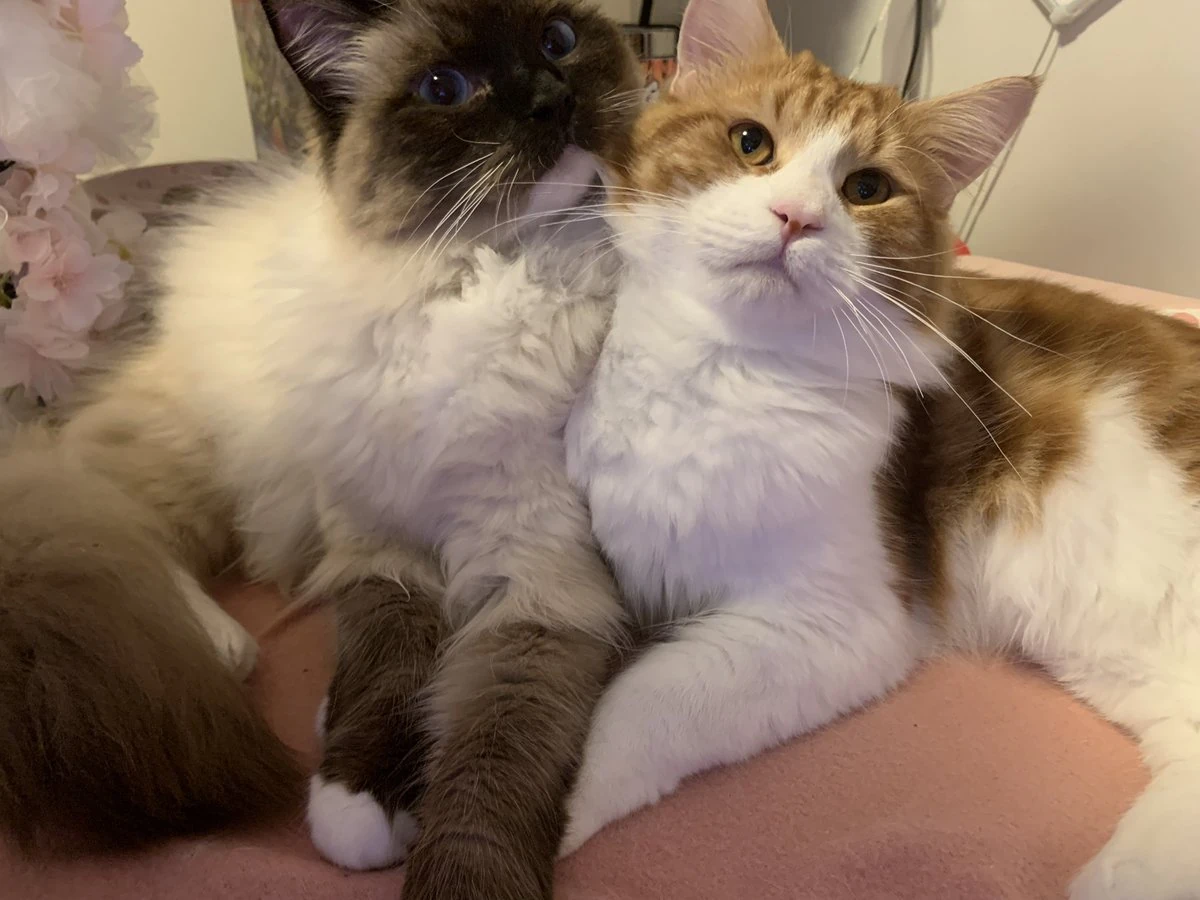 Fuwa's two cats.