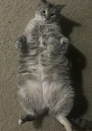 cute but fat grey and white cat asking for belly rubs on it's back