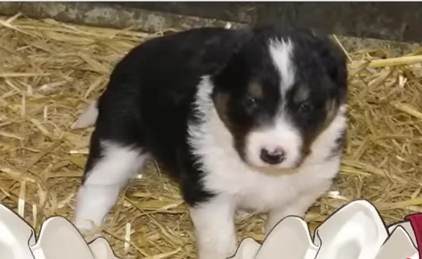 Bibi at 4 weeks old!