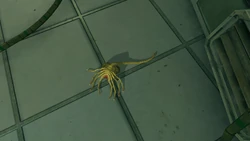 Facehugger after dropping from the vent
