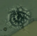 A "bullet hole" created by the laser welder.