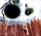 cell. full-length (2004.08.25)