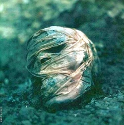 Laputa | Visual Kei Encyclopaedia | Fandom