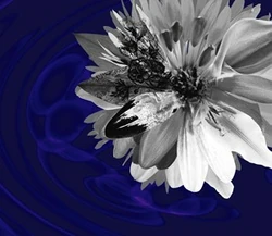 The GazettE - Cassis Single Cover