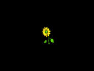 Sunflower Pocket Paradise.png (2 KB) The Sunflower as it appears in Pocket Paradise.