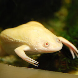 Aquatic frogs top