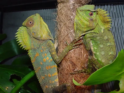 A pair of chameleon forest dragons