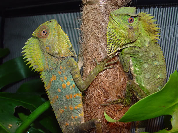 Chameleon forest dragon  Smithsonian's National Zoo and Conservation  Biology Institute