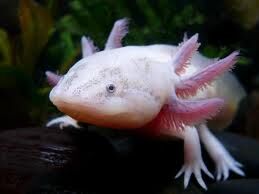 Axolotl Diet Pellets - Pet Central