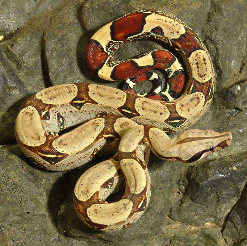 RedTailed Boa Vivarium Wiki Fandom