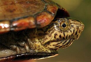 Mud Turtle 1