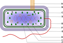 Structure bacterienne