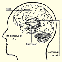 Amygdala-278 ru