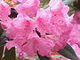 Rhododendron metternichii1