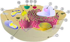 Схема, показывающая , вместе с ее компонентами (или органеллами), в типичной животной клетке