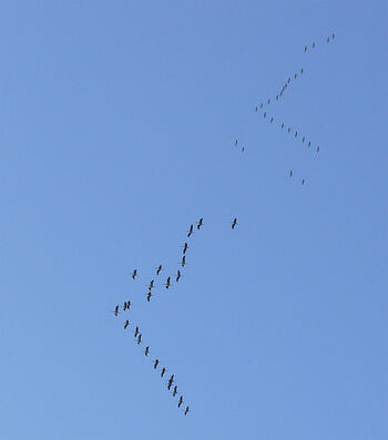 Grus grus flocks
