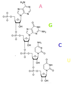 RNA polinukleotido