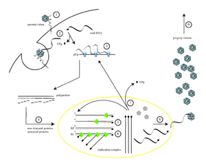 Poliovirus life cycle