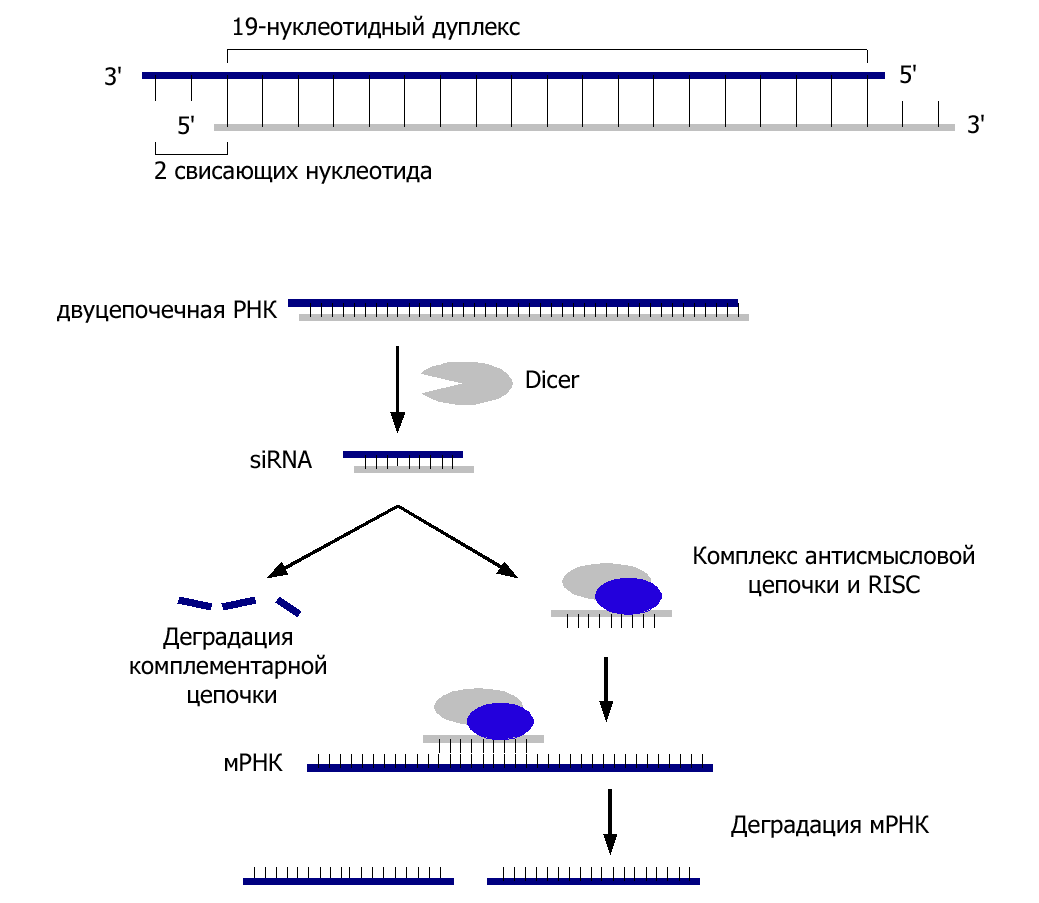 Малые рнк. РНК интерференция схема. Строение малых интерферирующих РНК (Sirna). Малые интерферирующие РНК схема. РНК интерференция механизм.