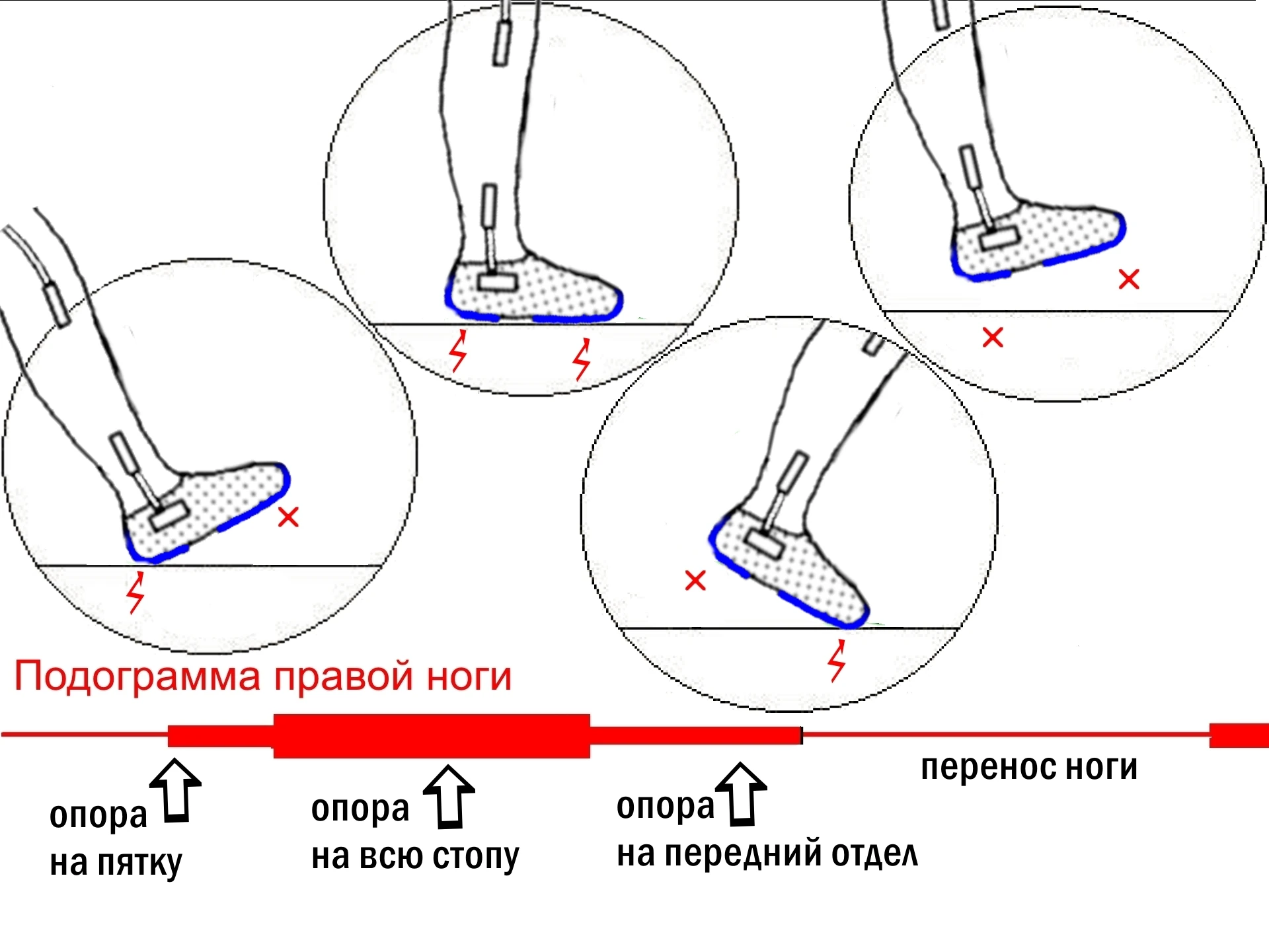 Определение Базового Метаболического Расхода Энергии