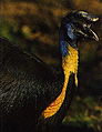 Casuarius unappendiculatus