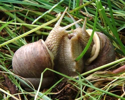   Helix pomatia