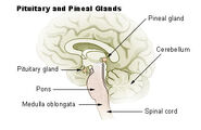 Pituitary and pineal glands