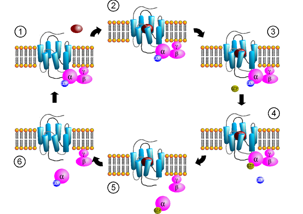 Строение g белков биохимия