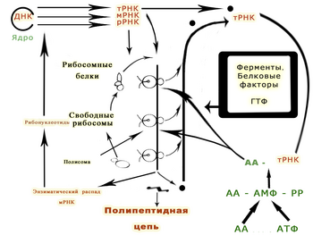 The role of different types of RNA in the synthesis of protein