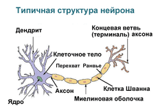 Neuron rus