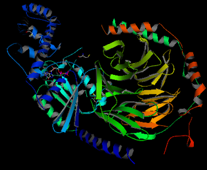 G-Protein.png