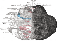 Coronal section of the pons, at its upper part.