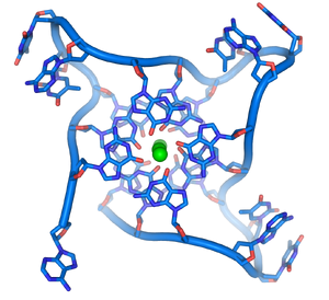 Parallel telomere quadruple