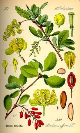 Барбарис обыкновенный (Berberis vulgaris L