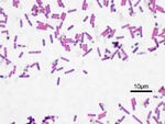 Bacillus subtilis Gram