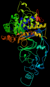 Helicobacter Pylori Urease