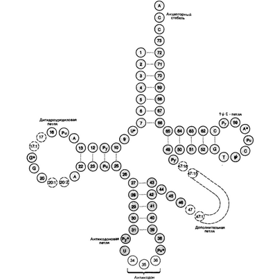 TRNA structura